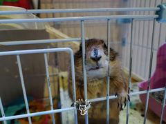 -猫色咖啡·猫咖