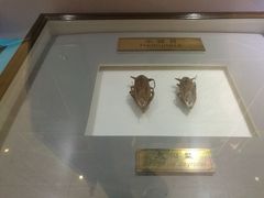 -上海昆虫博物馆