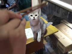 -猫色咖啡·猫咖