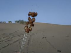 -亿利库布其七星湖沙漠生态旅游区