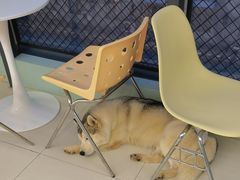 -怪兽屋·羊驼·猫咖·狗咖(俊华广场店)