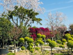 -龙大花卉苗木市场