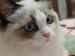 -艾贝尔宠物医院 ·内科全科(梁溪路店)