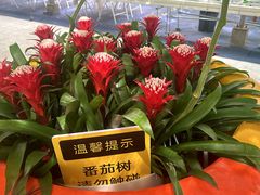 -上海鲜花港