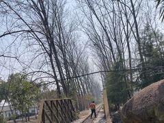-合肥滨湖国家森林公园