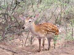 -承德避暑山庄景区