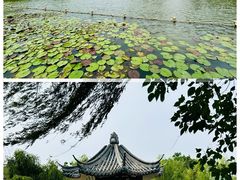 -江心屿景区