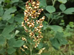 -黄埔油麻山森林公园