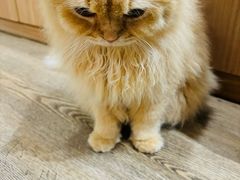 -MOCHA明星猫咖(田子坊店)