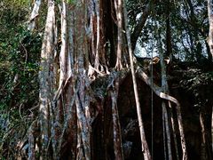 -中国科学院西双版纳热带植物园