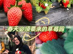 -喜杨洋草莓采摘园