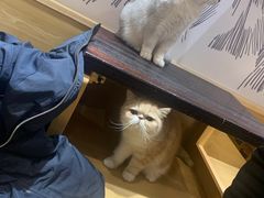 -滚猫咖啡·猫咖·猫友好撸猫(未来城店)