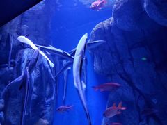 -成都浩海立方海洋公园