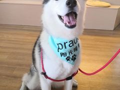 -Husky Go! 哈士奇体验馆·宠物咖啡厅狗咖