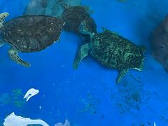 -海合安武汉极地海洋公园