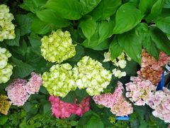 -桂林市花鸟市场