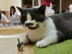 -猫和宫(六道口店)