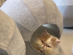 -Cappucimeow猫咪咖啡馆(韦伯时代店)