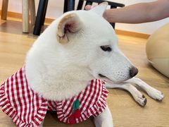 -南京Hallo宠物乐园·哈罗犬舍·柴犬繁育基地