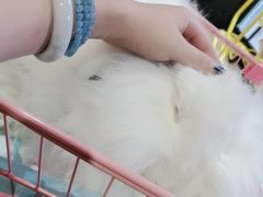 -猫色咖啡·猫咖