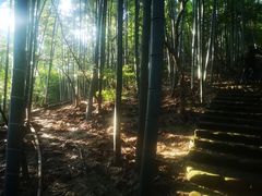 -午潮山国家森林公园