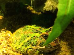 -暹罗海洋世界
