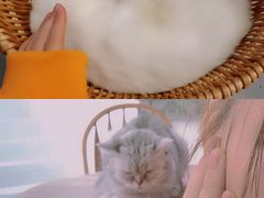 -猫友咖啡店(玉林西路店)