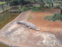 -海南热带野生动植物园