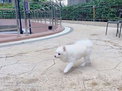 -帕帕拉兹宠物(亚洲旗舰店)