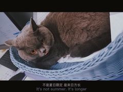 -纳吉亚猫专科动物医院·北北分院