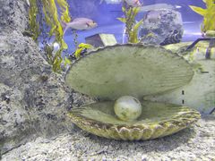 -芜湖新华联大白鲸海洋公园