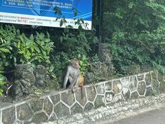 -黔灵山公园