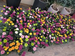 -荷兰花海