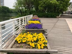 -新江湾城公园