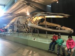 -墨尔本博物馆(Melbourne Museum)