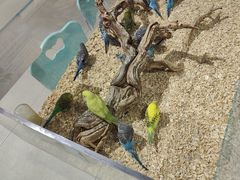 -怪兽屋·羊驼·猫咖·狗咖(俊华广场店)