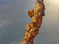 -光明巷里木烤肉