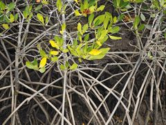 -东寨港红树林旅游区