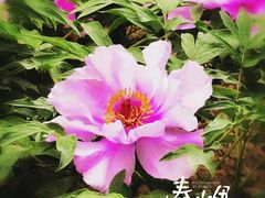 -国家植物园