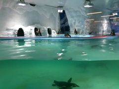 -北戴河圣蓝海洋公园