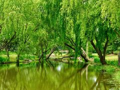 -上海滨江森林公园