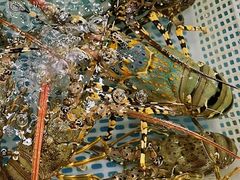 -四川小胡子海鲜(丁村万人海鲜广场店)