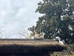 -龙华素斋(龙华路店)