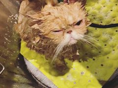 -PETKIT 小佩宠物·低压洗护·美容·寄养(安远店)