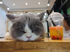 -猫色咖啡·猫咖