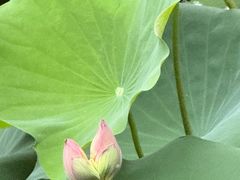 -荔湾湖公园