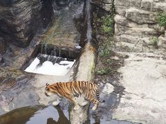 -大连森林动物园