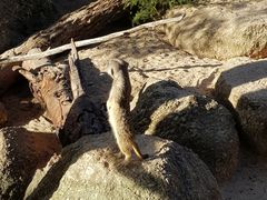 -威勒比开放式动物园