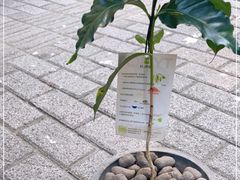 -村口大树(长乐路店)