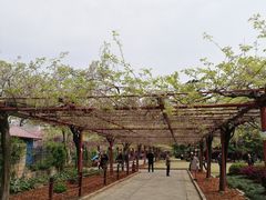 -嘉定紫藤园